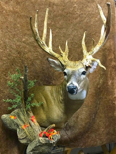 Pennsylvania Deer Taxidermist